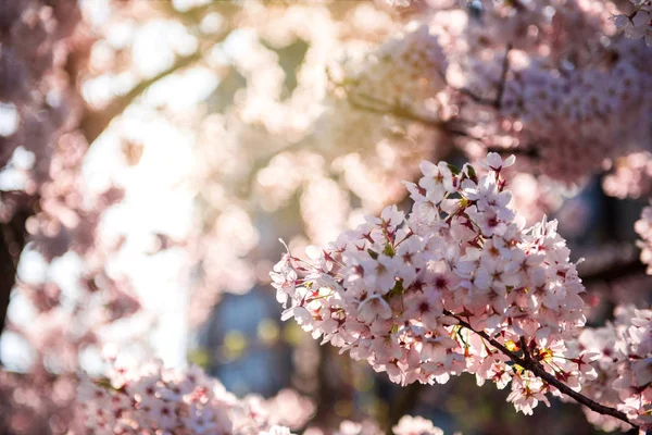 Весенняя пастельная розовая вишня цветок красоты — стоковое фото