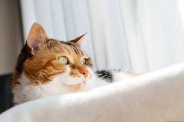 Son derece sevimli kedi beyaz yün battaniye var uyanık 