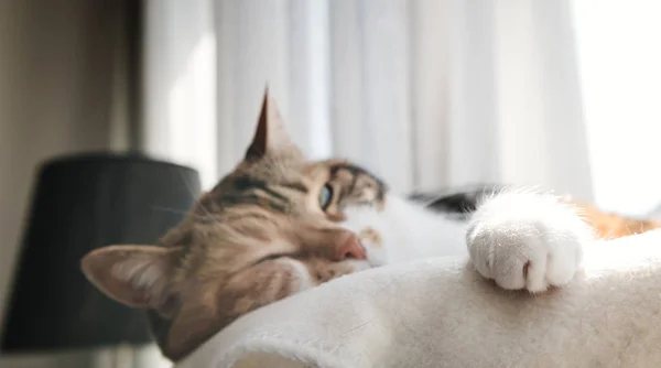 Extremely cute cat preparing to sleep on the white wool blanket — Stock Photo, Image