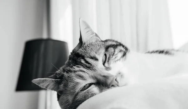 Extremely cute cat deep sleep on the white wool blanket — Stock Photo, Image