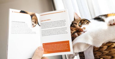 Erkek kedi broşür Switzerla okuma ile seyahat için hazırlanıyor