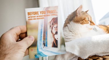 Erkek kedi broşür Switzerla okuma ile seyahat için hazırlanıyor