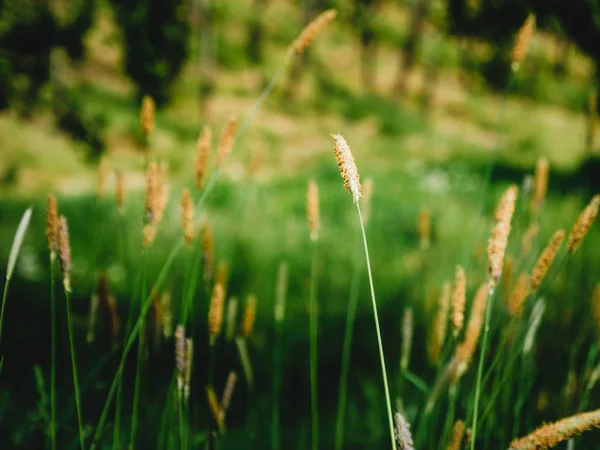 Hierba viva en el campo — Foto de Stock