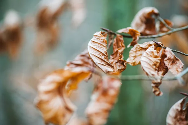 Hojas secas sobre un fondo desenfocado rama — Foto de Stock