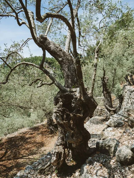 Old olive tree in agricultural field plantation — Stock Photo, Image