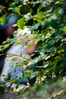 Yeşil ağaç çalılar ile görülen yürümeye başlayan çocuk 