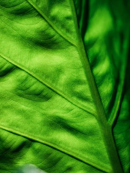 Grünes Blatt von hinten beleuchtet — Stockfoto