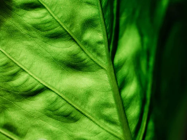 Grünes Blatt von hinten beleuchtet — Stockfoto