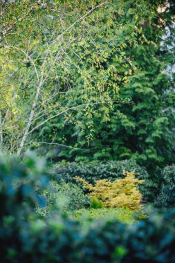 Huş tomurcukları tozlaşma bahar bahçe 