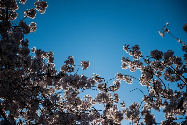 Árvore de flor de cereja Sakura com vista azul do céu de baixo — Fotografia de Stock