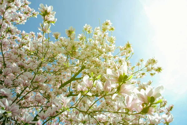 Květu Vonící Květy Magnolie Jarní Zahradě Spodní Pohled — Stock fotografie