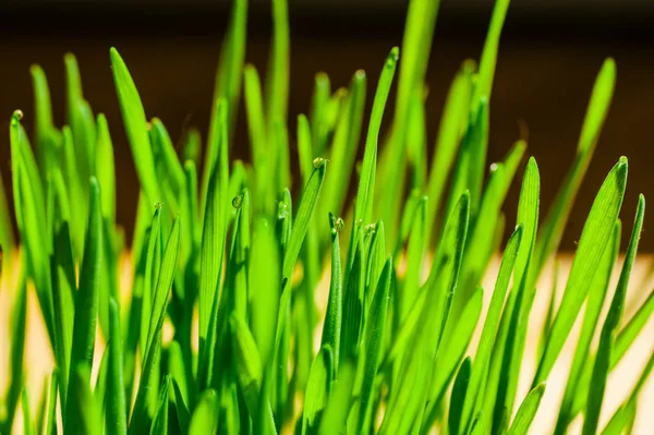 Frische Morgentau Tropfen Auf Dem Reinen Grünen Gras Defokussiert Hintergrund — Stockfoto