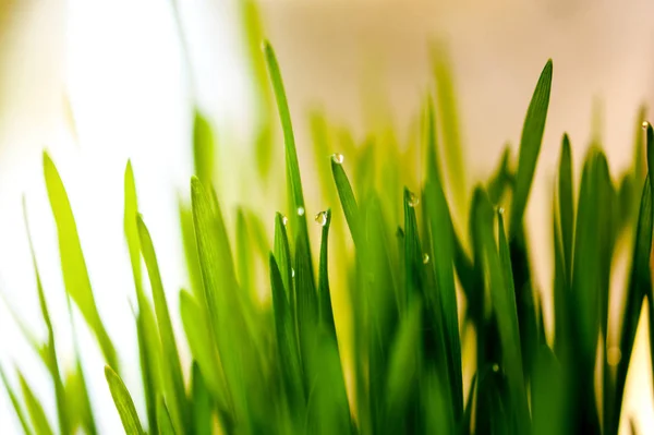 Puur Groen Gras Intreepupil Achtergrond Met Gedetailleerde Dauw Regen Druppels — Stockfoto