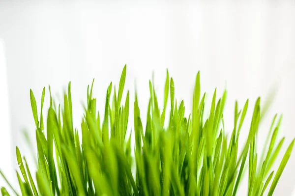 Macro Close Vivid Pure Green Grass White Background — Stock Photo, Image