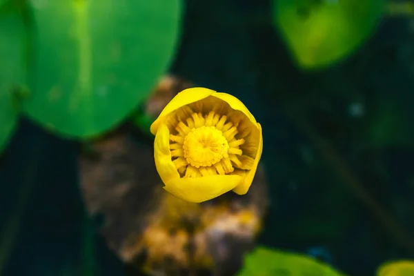 Visão Lírio Água Amarela Cima Flor Amarela Fresca — Fotografia de Stock