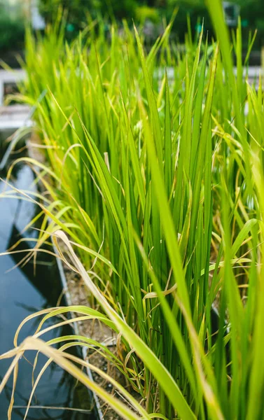 Bamboe Plantage Buurt Van Rustig Stromend Water — Stockfoto