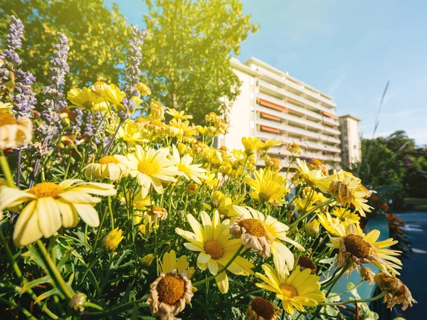 鮮やかな花 夏の花で多様な植物 バック グラウンドで複雑な大規模な集合住宅での広角レンズ ビュー — ストック写真