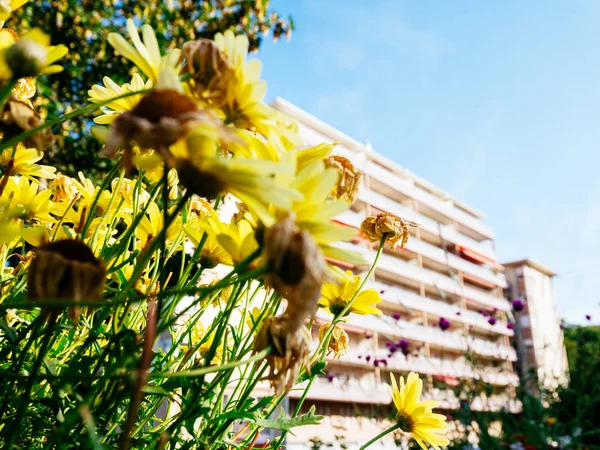 Vivid Diverse Bloom Yellow Summer Flowers Plants Wide Angle Lens — Stock Photo, Image