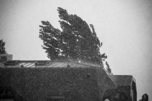 Stormy Rainy Weather City Powerful Rain Tree Curbed Fast Wind — Stock Photo, Image