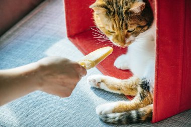Kadın el handt dondurma çok güzel tüylü kedi kırmızı kumaş kutusu evde istirahat için sopa ile outstretching