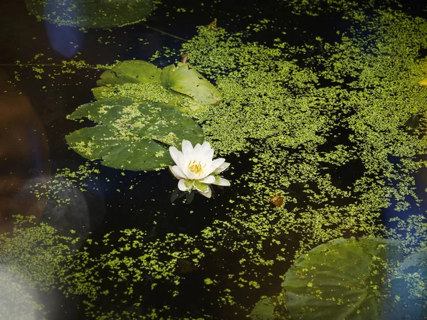 Flor Lótus Flor Branca Com Almofadas Lírio Verde Água Lagoa — Fotografia de Stock