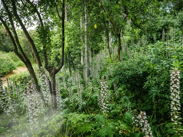 Pohled Vysoký Vertikální Rostoucí Květiny Pod Zelenými Stromy Zahradě Létě — Stock fotografie