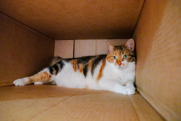 Cute Cat Box Shot Smartphone — Stock Photo, Image