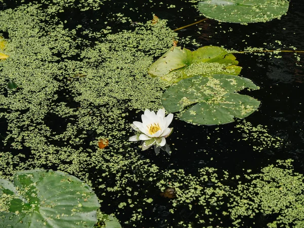 Flor Lótus Flor Branca Com Almofadas Lírio Verde Água Lagoa — Fotografia de Stock