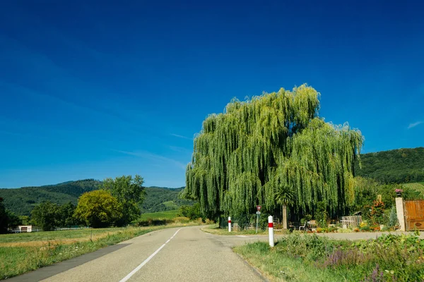 Salgueiro motorista de árvore pov rural roaad frança — Fotografia de Stock