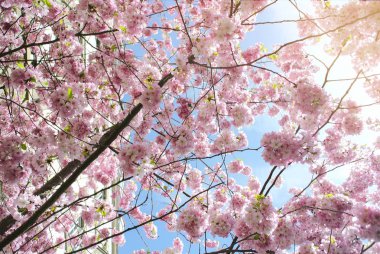 Cherry blossom ağaç dalları Paris sokak - aşağılardan görünümü ve güzel sarı güneş parlaması