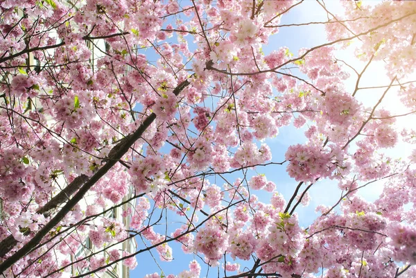 Cherry Blossom Trädgrenar Paris Street Låg Vinkel Utsikt Och Vackra — Stockfoto