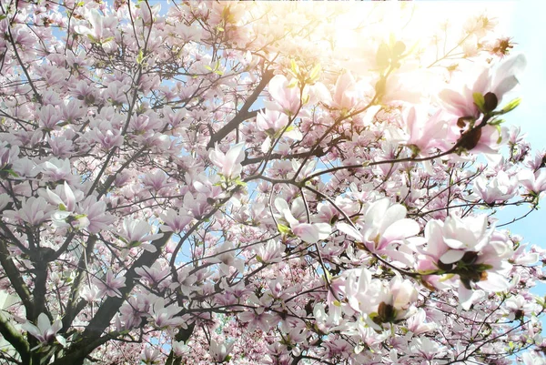Дерево Магнолия Ранней Весной Расцветает Улице Парижа Ярким Солнечным Светом — стоковое фото