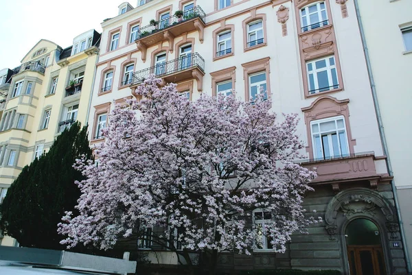 Beautiful Magnolia Tree Bloom Front Luxury French Apartment Building Real — Stock Photo, Image