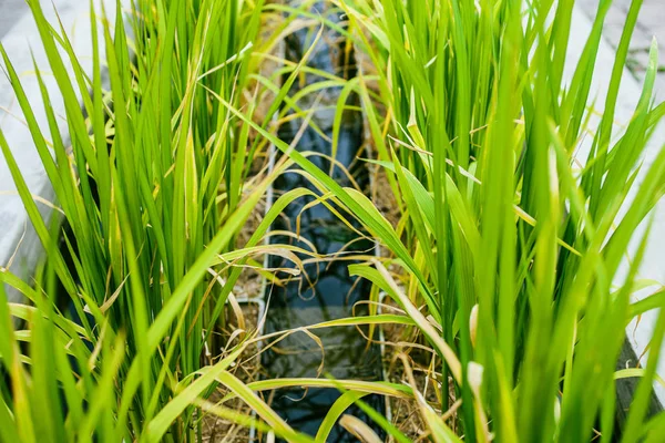Bambusplantage Der Nähe Ruhigen Fließenden Wassers Perspektive — Stockfoto