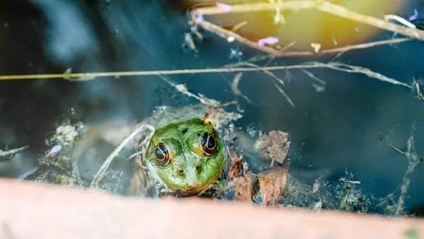 Macro close-up of a green frog in the calm lake water with sunlight flare