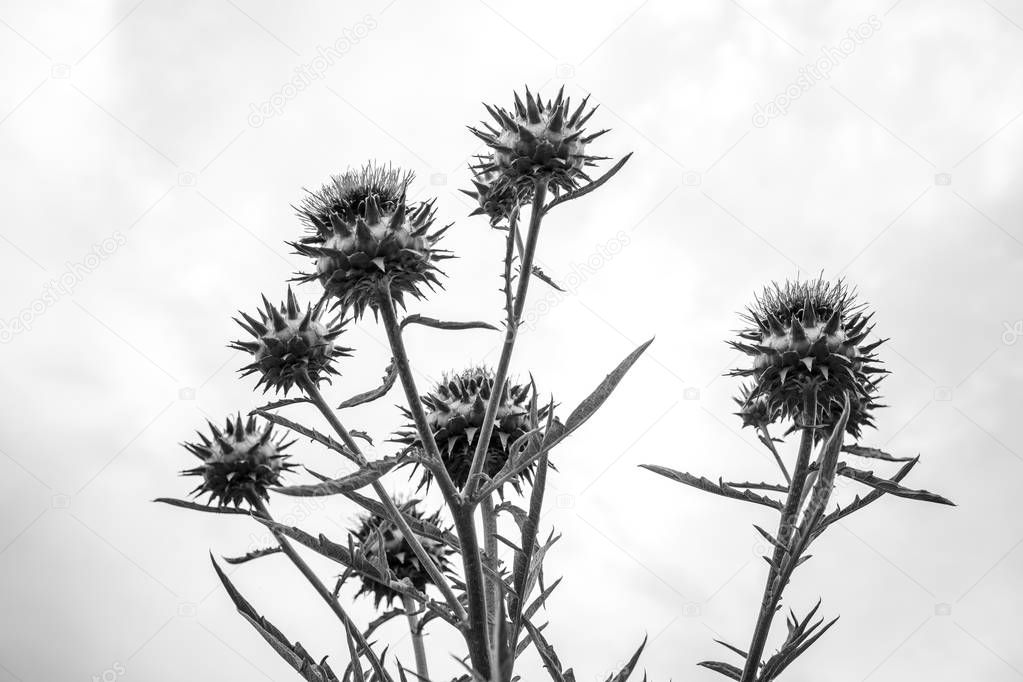 Artichoke flower seen from below - black and white