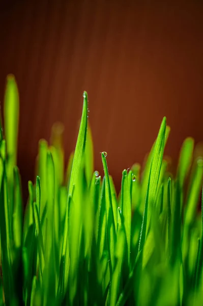 Grünes heimisches Gras — Stockfoto