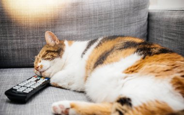 Uzaktan kumandadaki Uyku kedi
