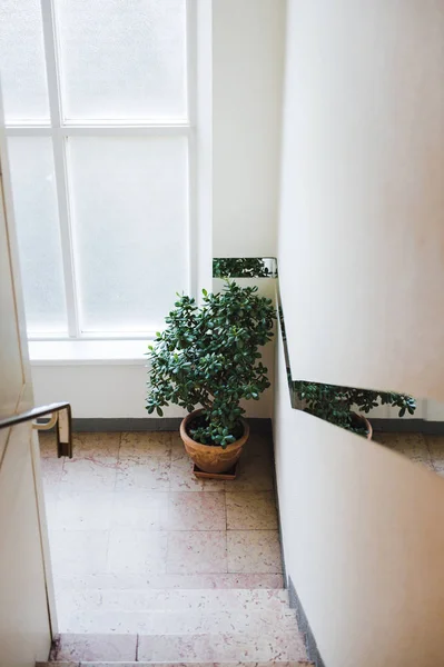 集合住宅における一般的な廊下のインテリア — ストック写真