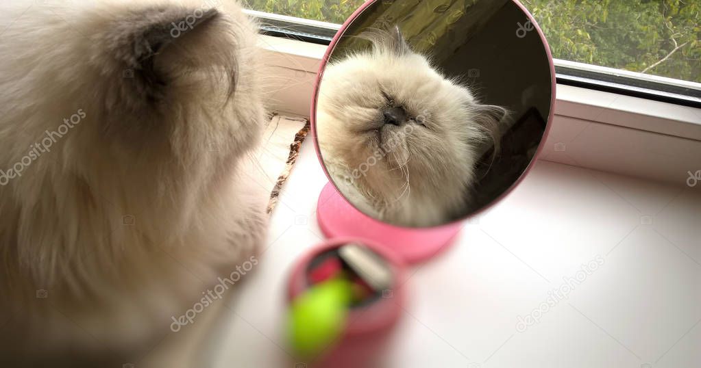 Beautiful persian cat admiring himself in the mirror