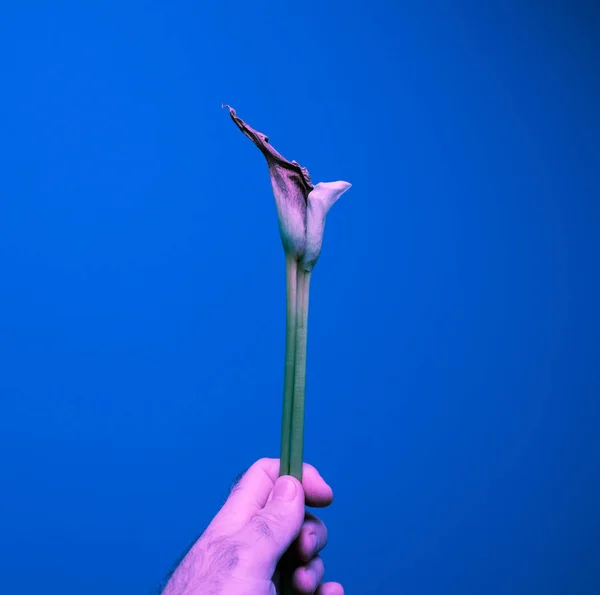 Duas flores calla mortos na mão masculina fundo azul — Fotografia de Stock