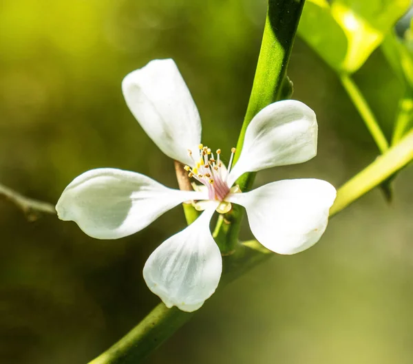 Flor de limão em flor - tiro macro close-up — Fotografia de Stock