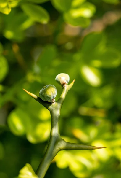 Citroen fruit op een tak - macro close-up shot — Stockfoto