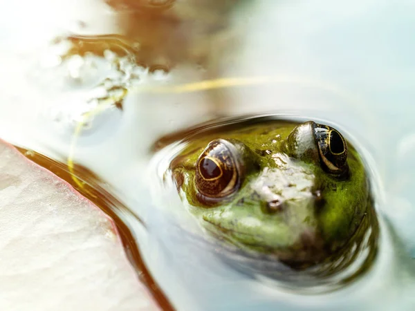Żaba z szczegółowe zbliżenie mruganie oka w rainforest — Zdjęcie stockowe
