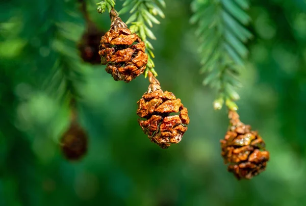 Four fir tree small cones on a branch