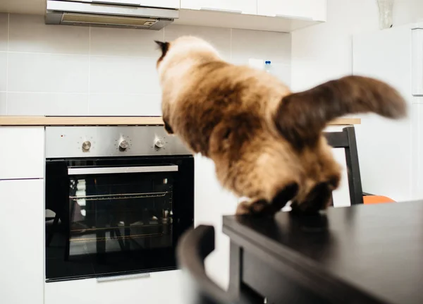 Katze springt in Küche vom Tisch auf die Theke — Stockfoto