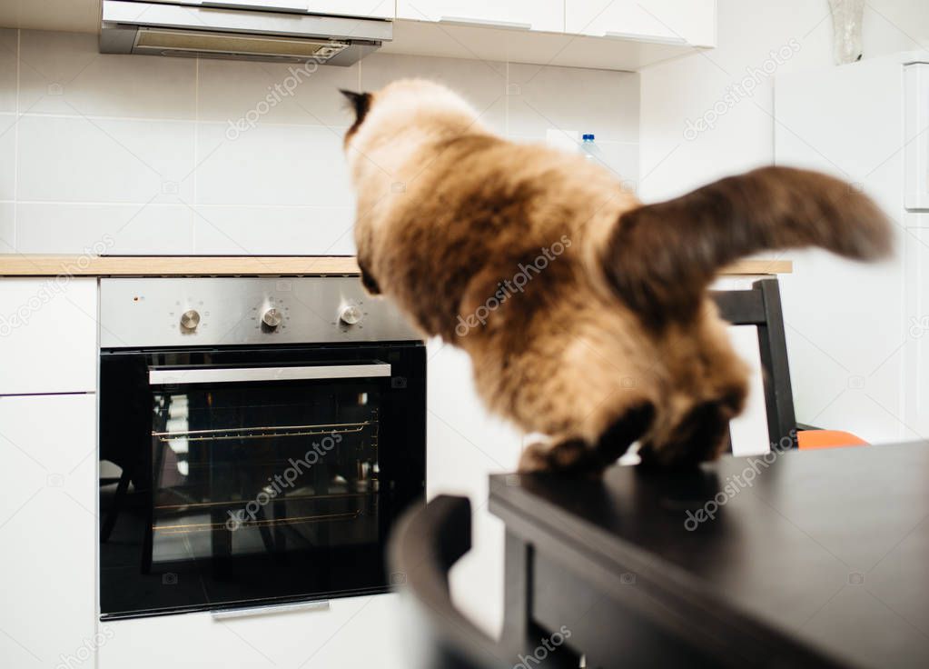 Cat jumping in kitchen from table to counter