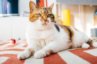 Halı salon üzerinde şirin kedi 