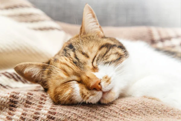 Gato dormindo em cobertor acolhedor quente — Fotografia de Stock