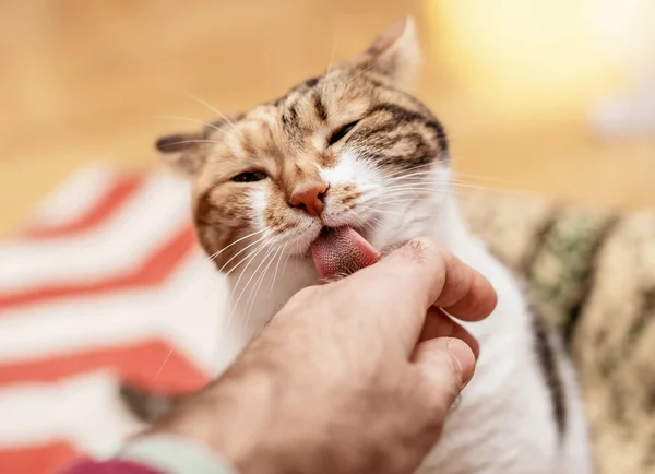 Кот лижет человеческую руку абразивным языком — стоковое фото